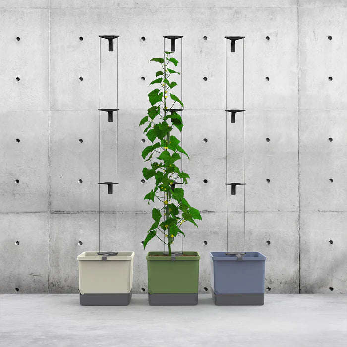 CURT CUCUMBER (Self Watering Pot) + Ashley Cucumber Seed Pack