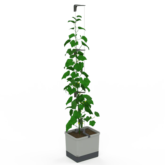 CURT CUCUMBER (Self Watering Pot) + Ashley Cucumber Seed Pack