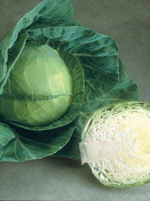Cabbage Glory Of Enkhuizen Seeds