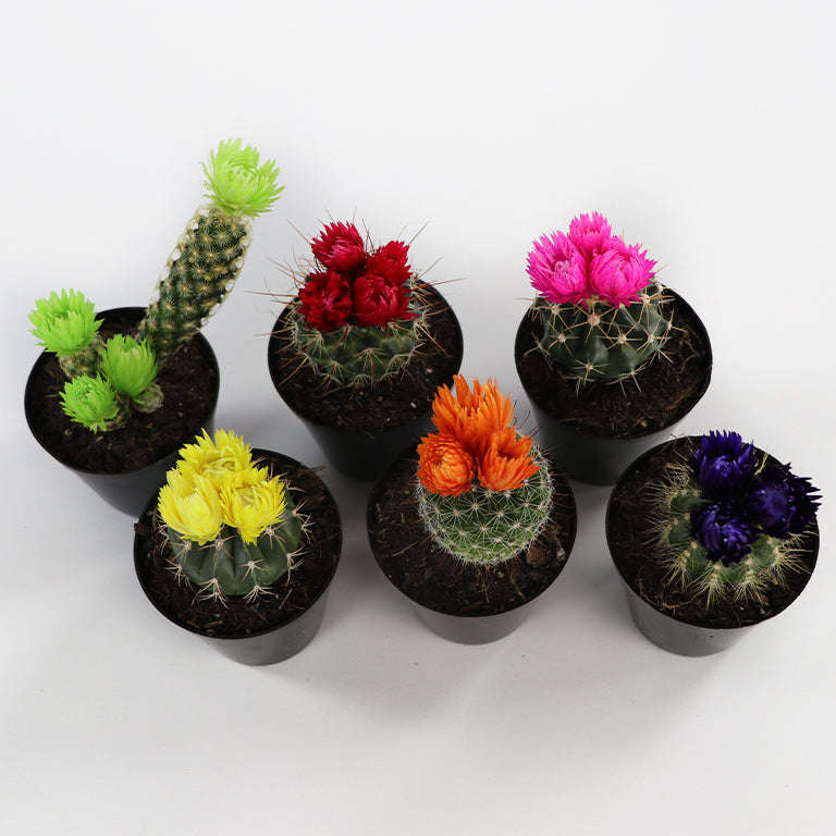 Decorative Cactus