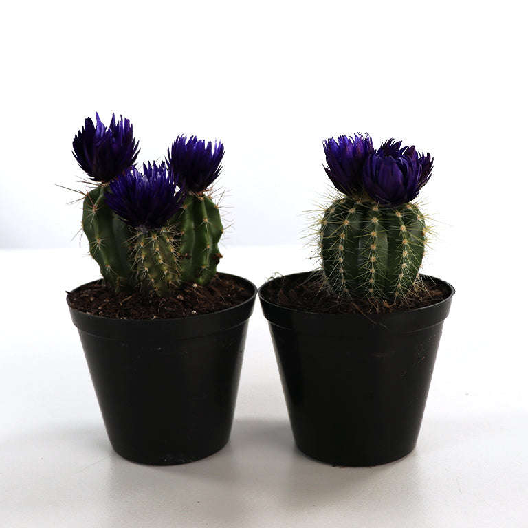 Decorative Cactus