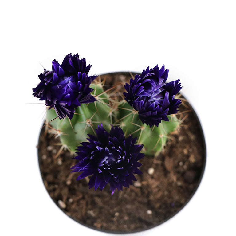Decorative Cactus
