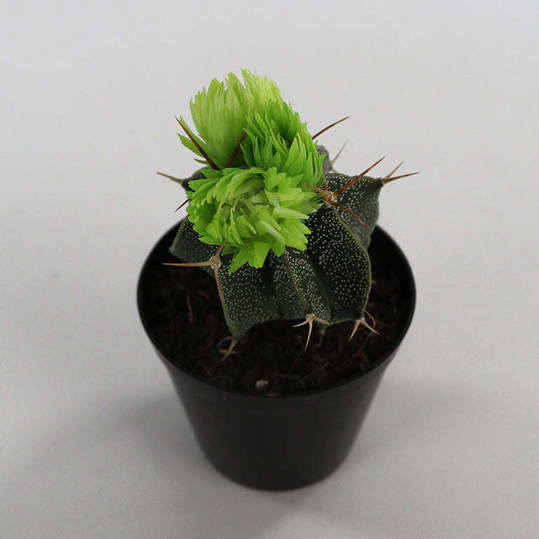 Decorative Cactus