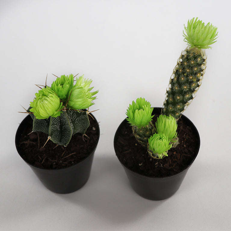 Decorative Cactus
