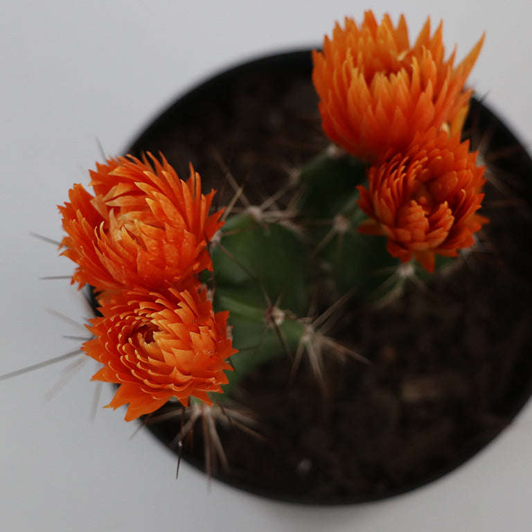 Decorative Cactus