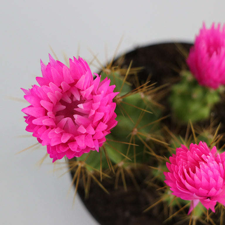 Decorative Cactus