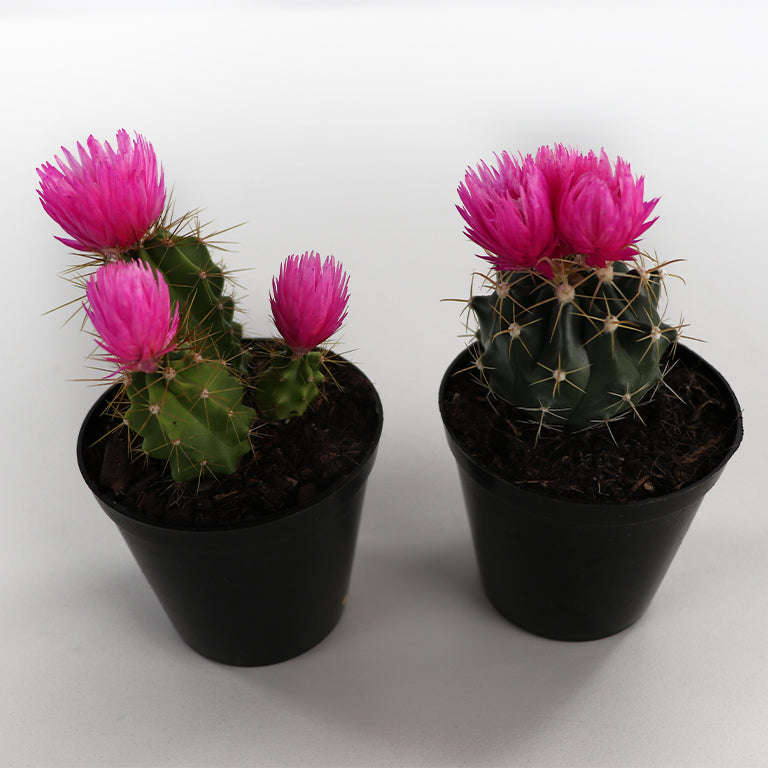 Decorative Cactus
