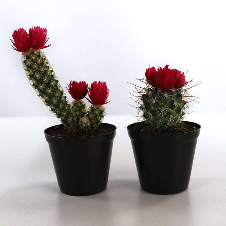 Decorative Cactus