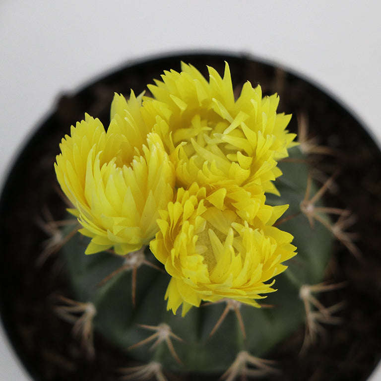 Decorative Cactus