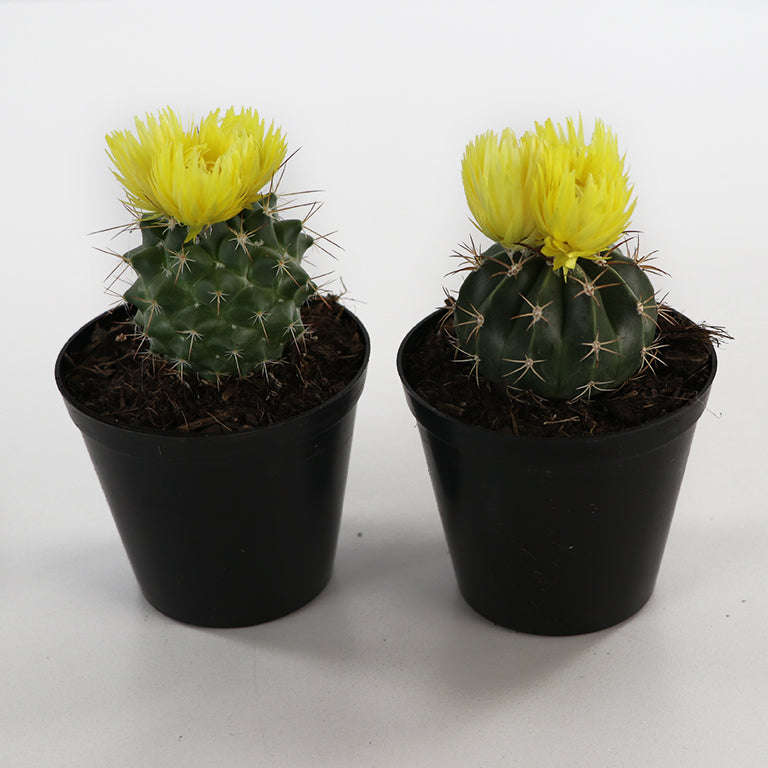 Decorative Cactus