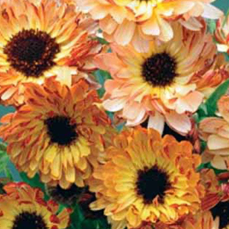 Calendula Sunset Mix Seeds