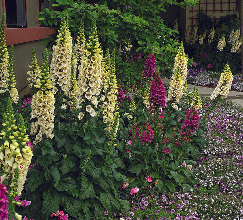 Digitalis (Foxglove) Camelot Cream Seed
