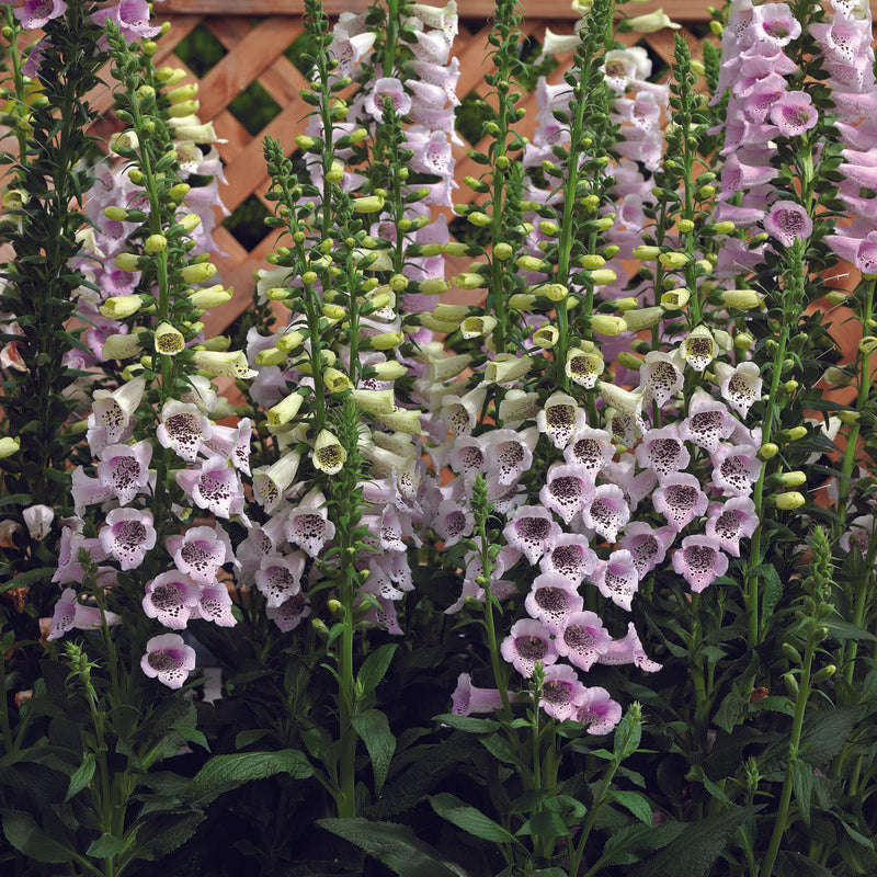 Digitalis (Foxglove) Camelot Lavender Seed