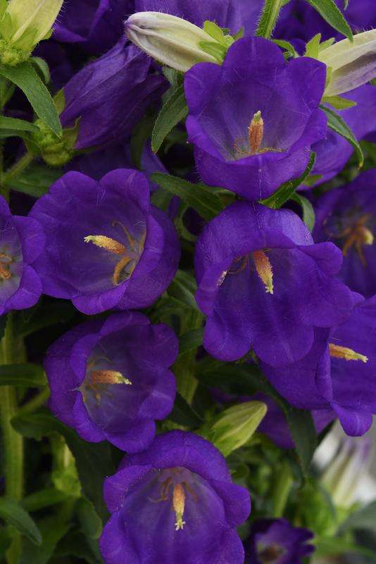 Campanula Campana Deep Blue Seed