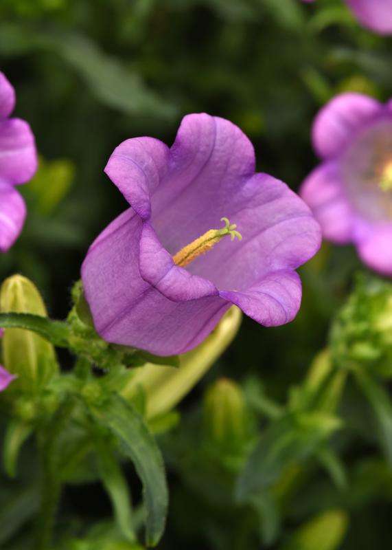 Campanula Campana Lilac Seed