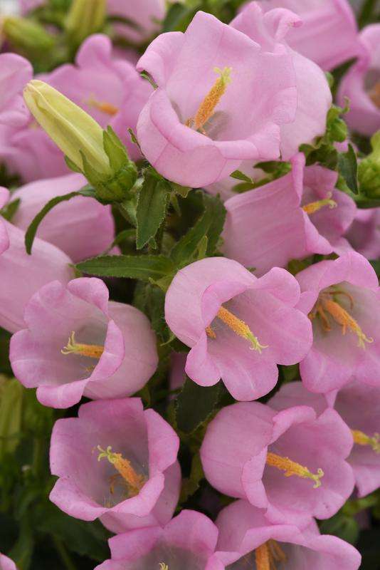Campanula Campana Pink Seed