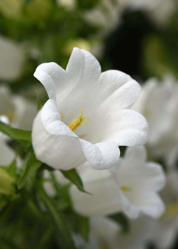 Campanula Campana New White Seed