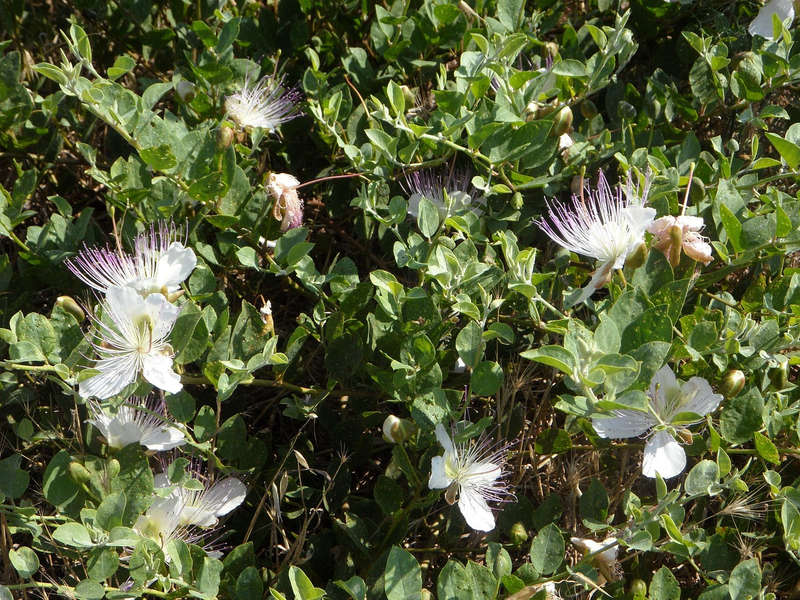 Caper Bush Seeds