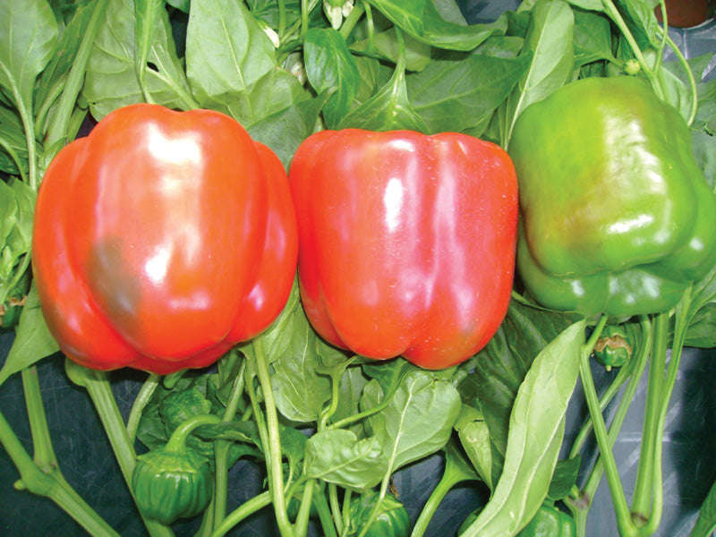 Capsicum Santorini - Red Bell Pepper Seeds