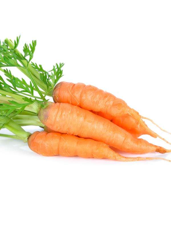 Carrot Amsterdam Seeds