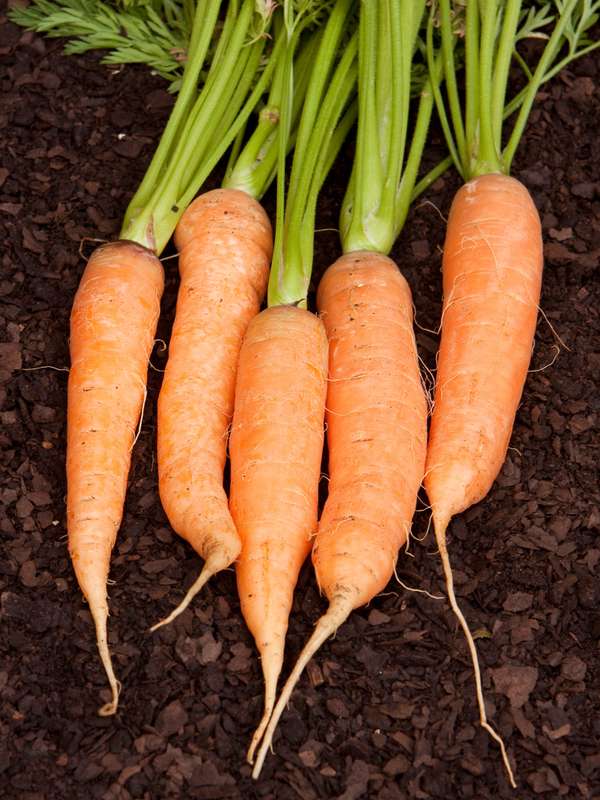 Carrot Chantenay Karoo Seeds