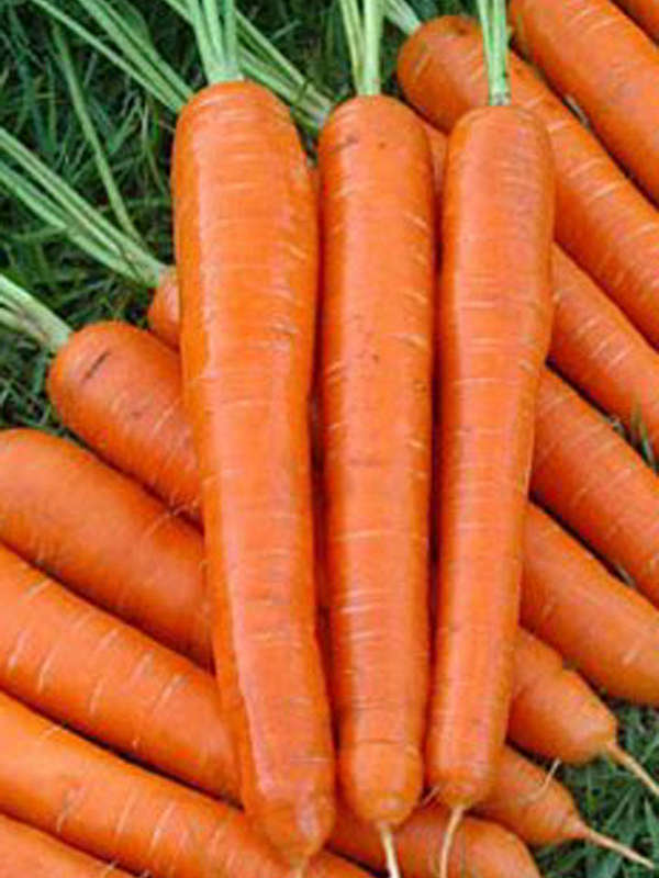 Carrot Nantes Seeds