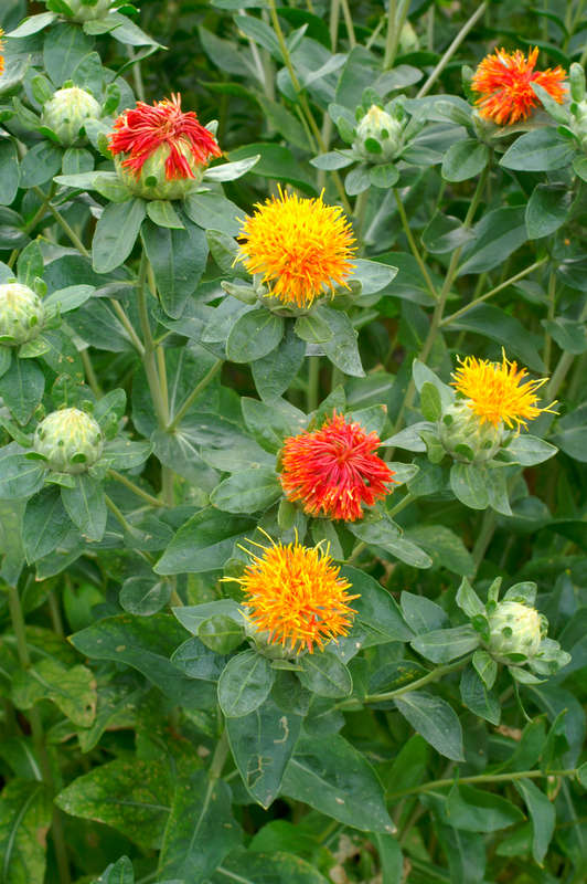 Carthamus Zanzibar Orange (Safflower) Seeds