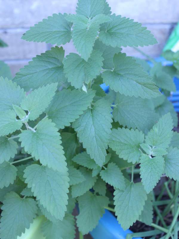 Catnip Seeds
