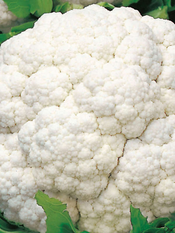 Cauliflower White Snowball Seeds