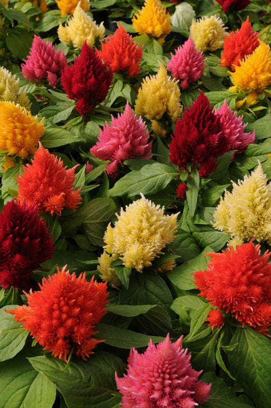 Celosia Icecream Formula Mix Seeds