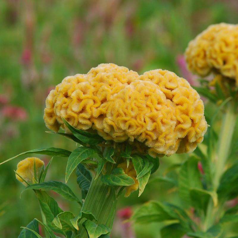 Celosia Chief Gold Seeds