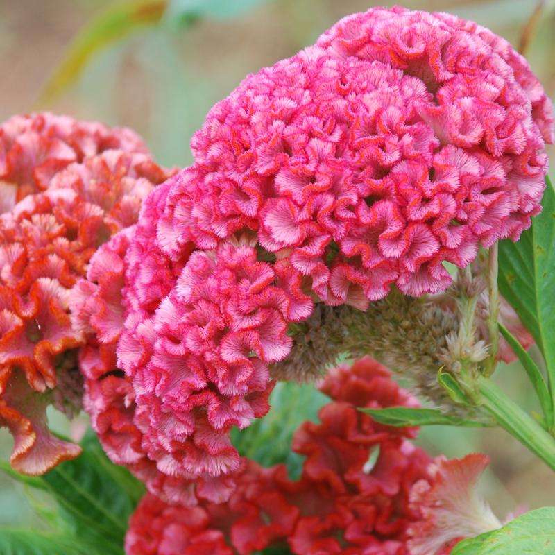 Celosia Chief Rose Seeds