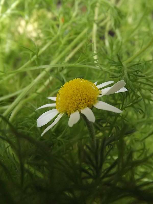 Chamomile - Mayweed Seeds