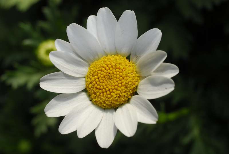 Chrysanthemum P/Dosum Pure White Seeds