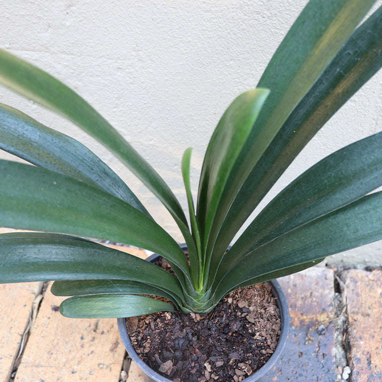 Clivia (no flowers)