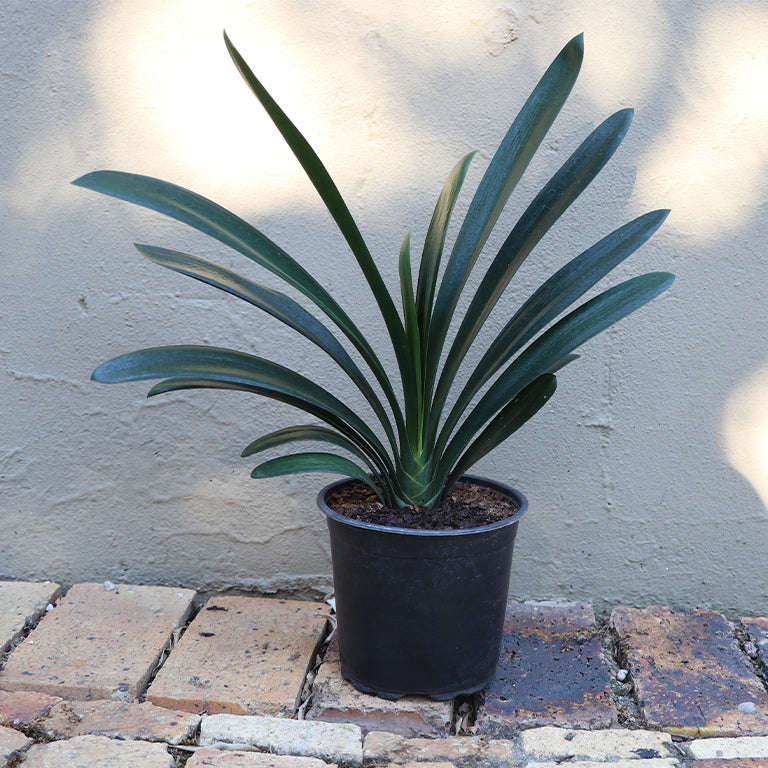 Clivia (no flowers)
