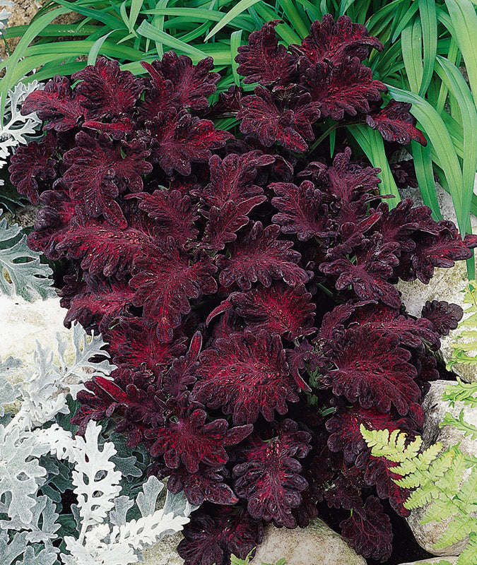 Coleus Black Dragon Seeds