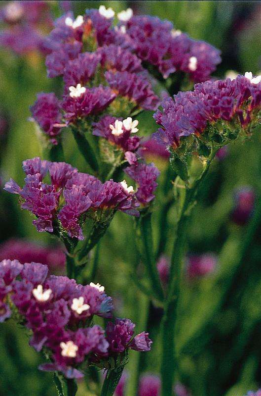 Statice Qis Dark Blue Seeds