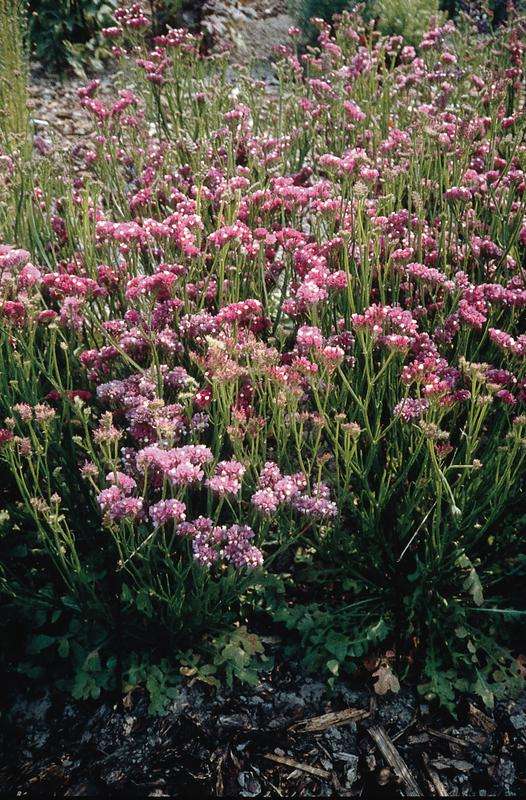 Statice Qis Rose Seeds