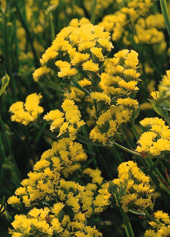 Statice Qis Yellow Seeds