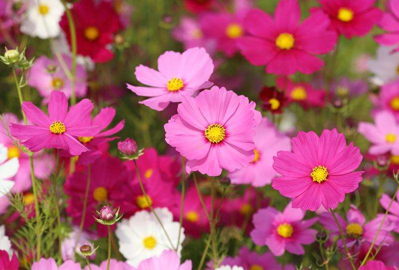 Cosmos Sensation Mix Seeds