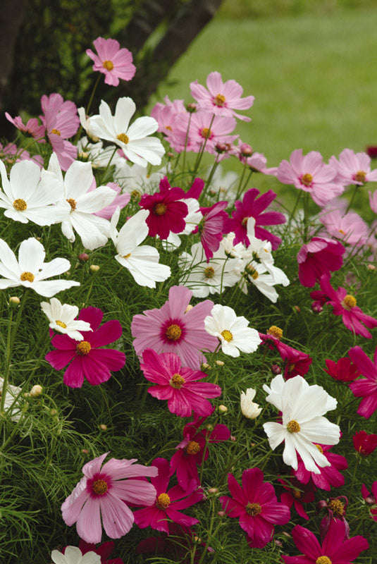 Cosmos Sonata F1 Mix Seeds