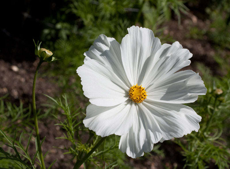 Cosmos Sonata F1 White Seeds