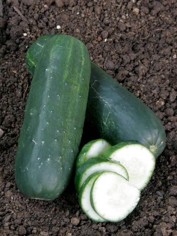 Cucumber Ashley Seeds