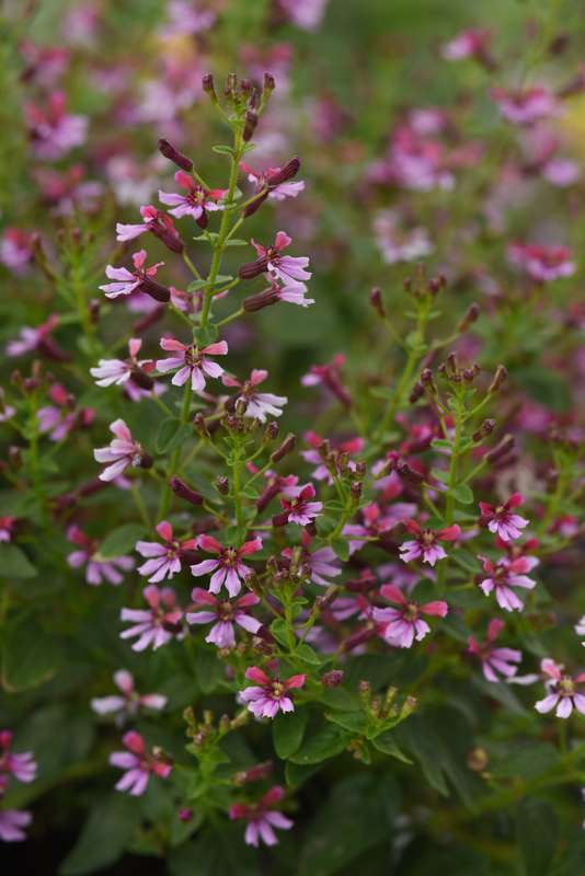 Cuphea Pink Shimmer Seeds