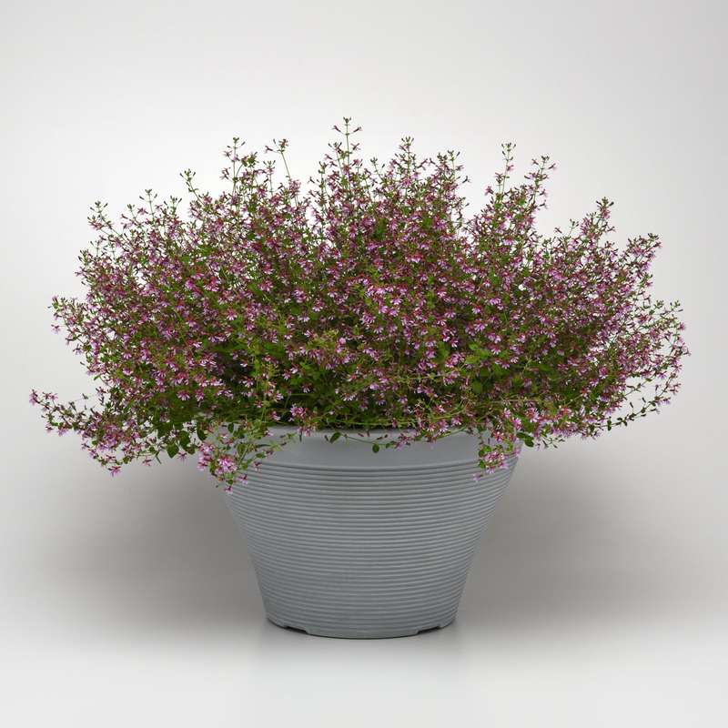 Cuphea Pink Shimmer Seeds