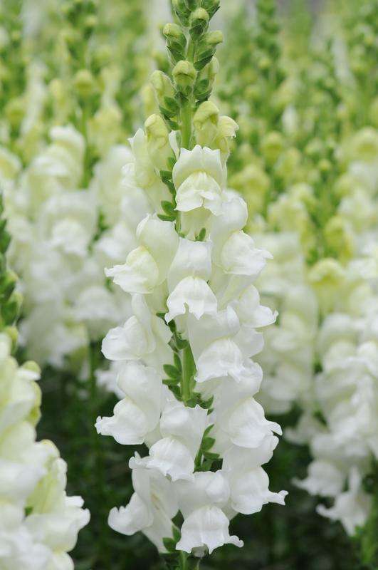 Antirrhinum (Snapdragon) Potomac White Seeds