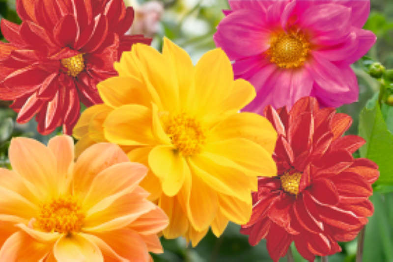 Dahlia Garden Pride Mix Seeds
