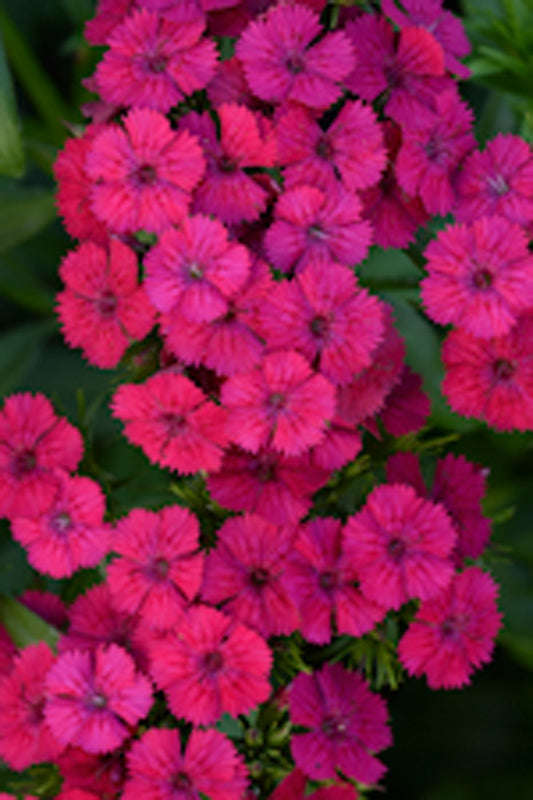 Dianthus Jolt Pink Seeds