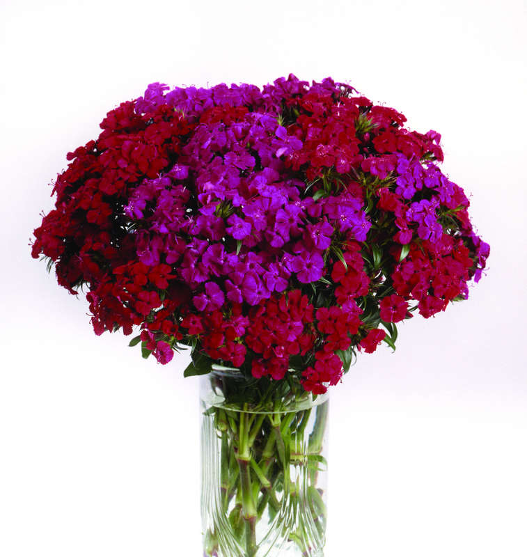Dianthus Amazon Neon Duo Seeds